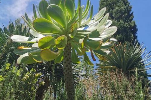 Jardin des Canaries