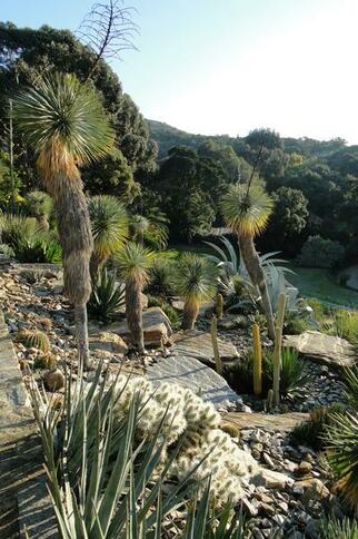 Domaine du Rayol, Jardin d'Amérique aride