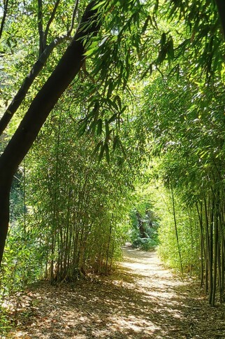 Domaine du Rayol, Jardin d'Asie subtropicale