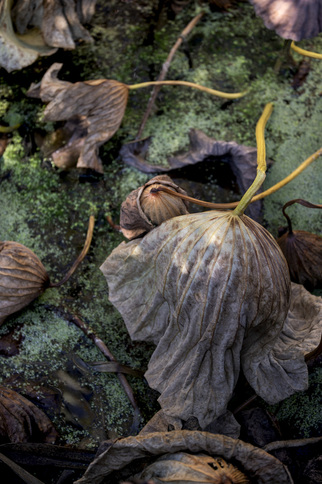 Exposition « Être(s) au jardin », Célia Pernot