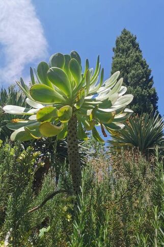 Jardin des Canaries