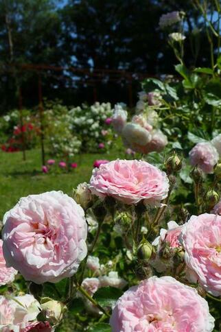 RRoses roses Le Jardin de Gassin Office de tourisme de Gassin http://gassin.eu/