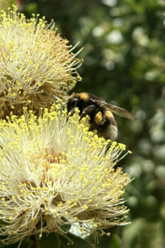 Visit the Mediterranean Garden