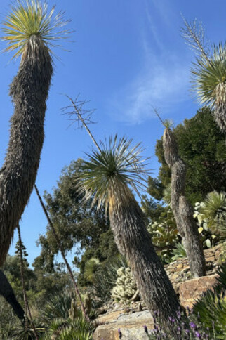 Visit the Mediterranean Garden